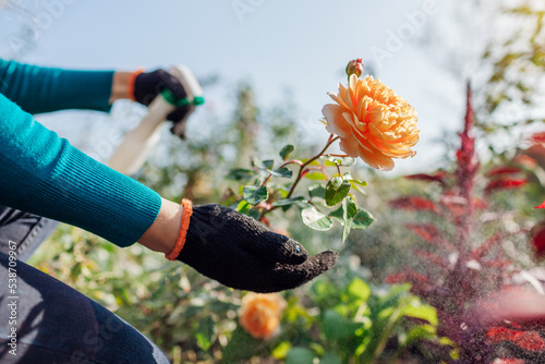 Protecting shrubs from fungus. Gardener sprays roses with fungicide in fall garden. Prevention and treatment of diseases photo