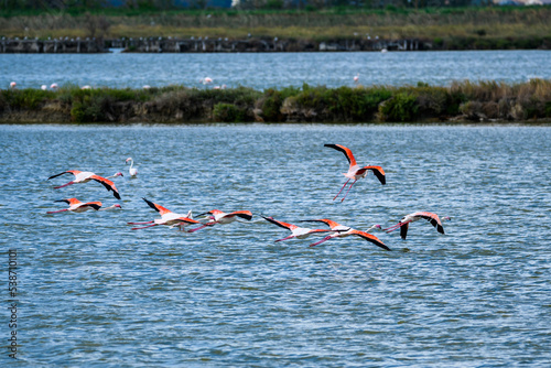 Fenicotteri in volo 01 - stormo di fenicotteri in volo sulle acque della salina