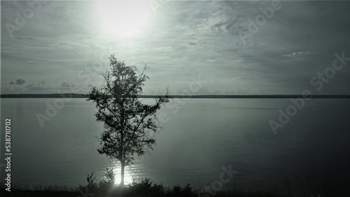 Tree by the water. Evening landscape