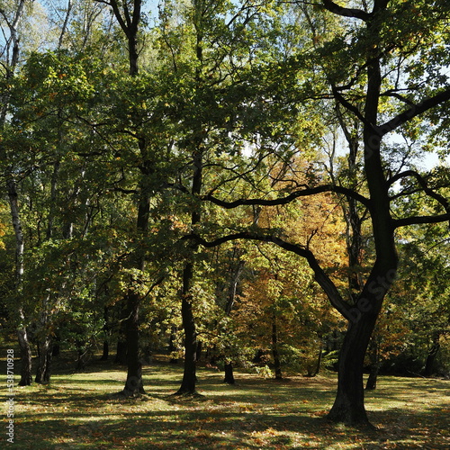 Złota polska jesień - Park Kultury i Wypoczynku Chorzów 