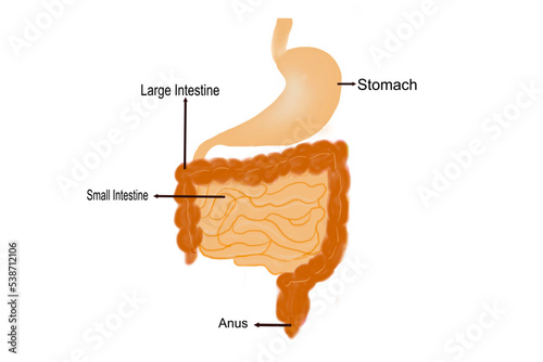 Stomach, small and large intestines, digestive system concepts