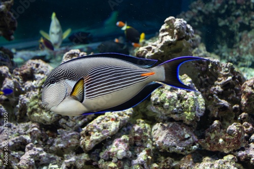 Close-up shot of Blue Parrot Fish in an aquarium photo