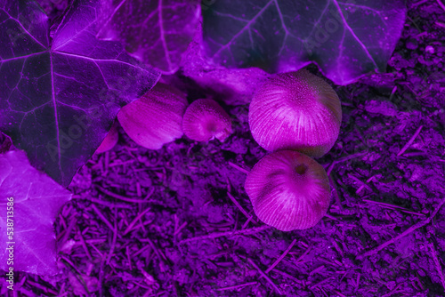 Poisonous purple magic fairy mushrooms, macro. Poisoned dangerous group of toadstool mushrooms close-up. View from above