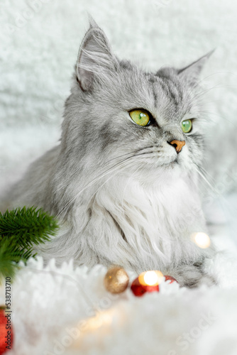 A beautiful gray fluffy cat lies among the gifts for the new year. The cat is waiting for the holiday and gifts. Merry Christmas and New Year 2023 concept