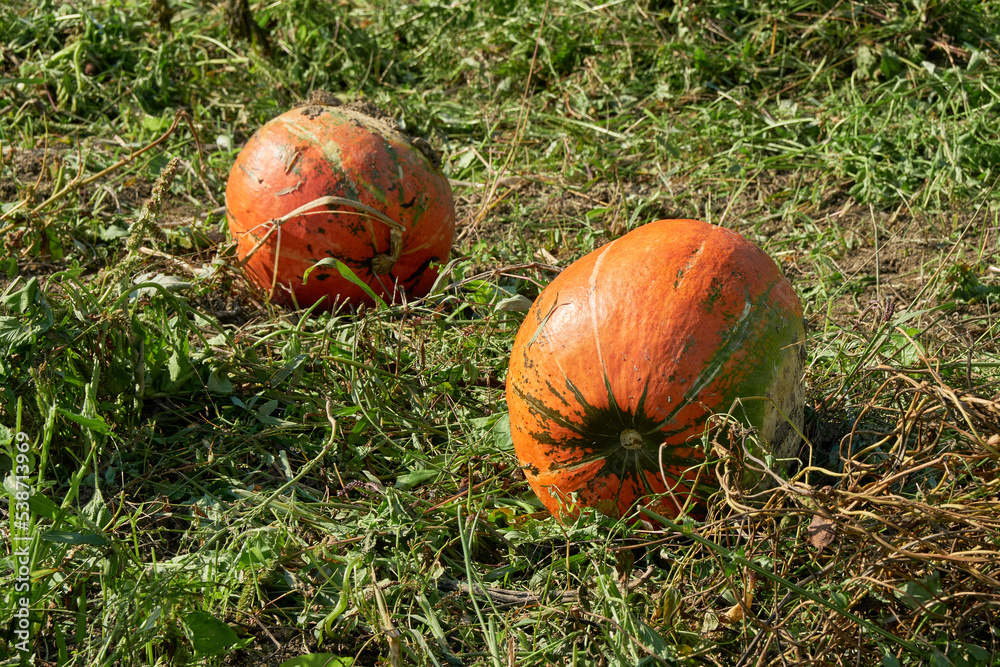 Two large pumpkins grow in farm field. Two large pumpkins grow in farm field.