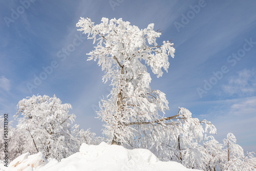 Ice Tree in the Kartepe Ski Center Winter Season, Kocaeli Izmit, Turkey