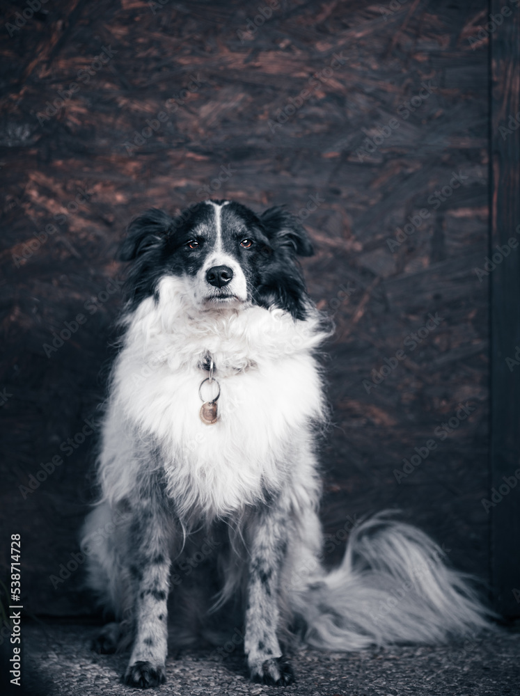 Fototapeta premium Portrait of the cute adorable black and white Border Collie female on dark background, animal concept