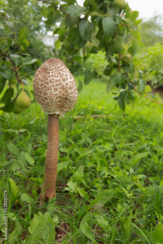 Parasol Mushroom (Macrolepiota procera or Lepiota procera) in the garden under the pear tree