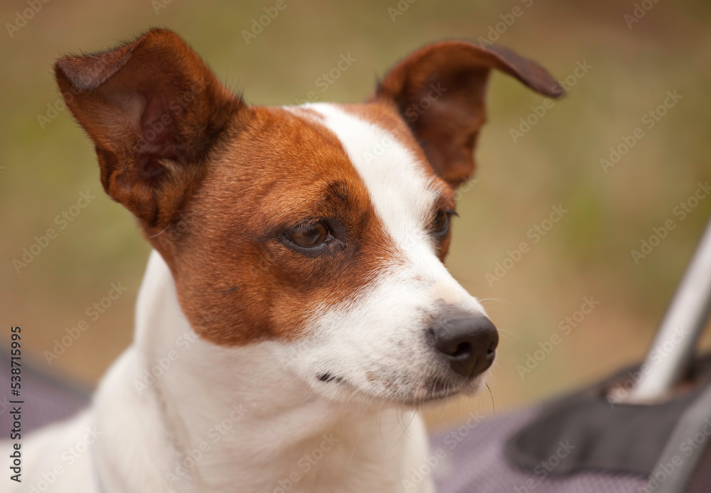 Beautiful Jack Russell Terrier Portrait