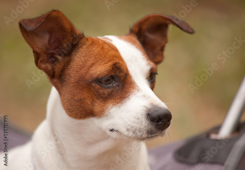 Beautiful Jack Russell Terrier Portrait