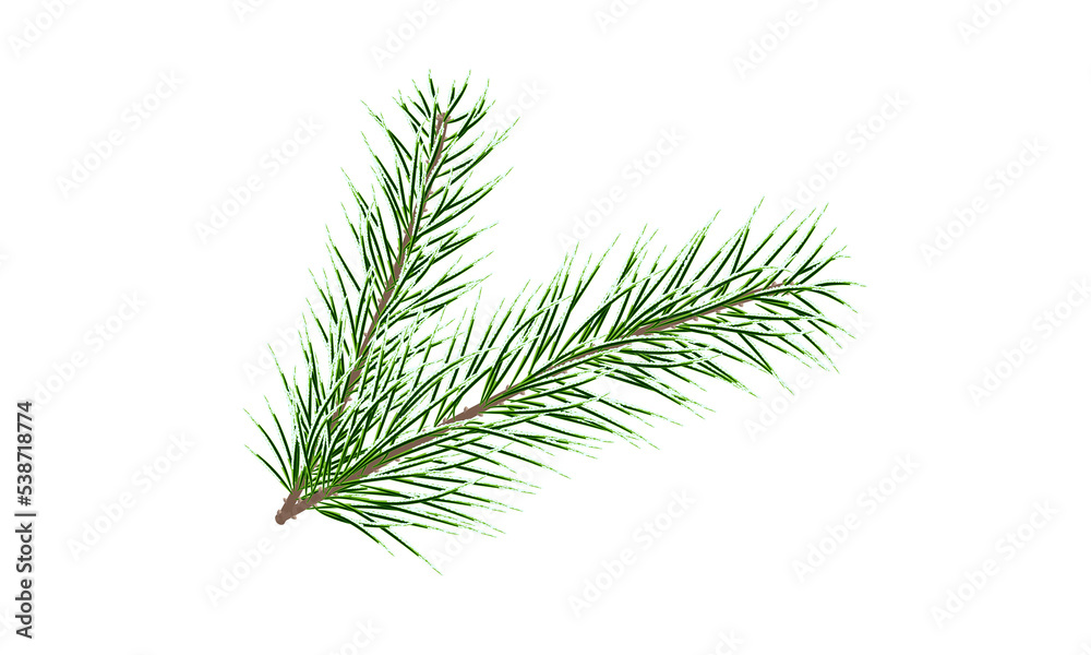 Green pine branch. Fir tree branch. PNG on a transparent background.