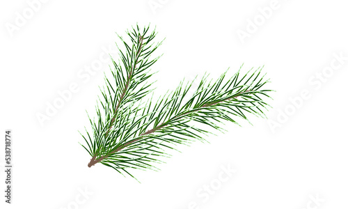 Green pine branch. Fir tree branch. PNG on a transparent background.