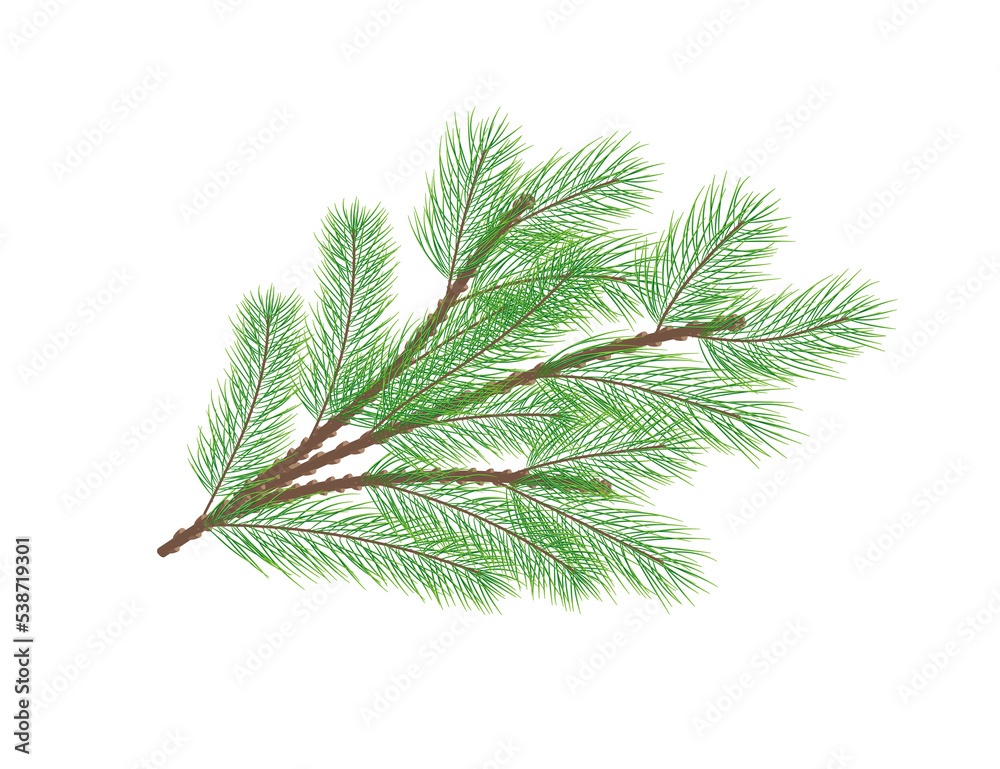 Green pine branch. Fir tree branch. PNG on a transparent background. Green pine branch. Fir tree branch. PNG on a transparent background.