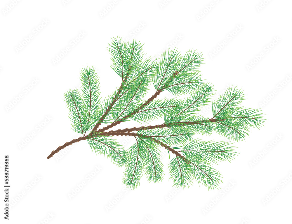 Naklejka premium Green pine branch. Fir tree branch. PNG on a transparent background.