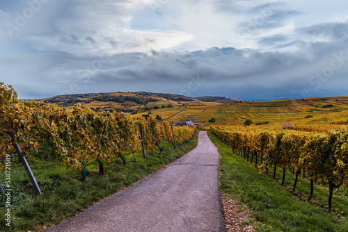 Vignoble Alsace 2