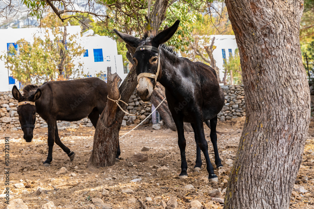 Two donkeys by a stone wall and trees in a Greek village Stock Photo