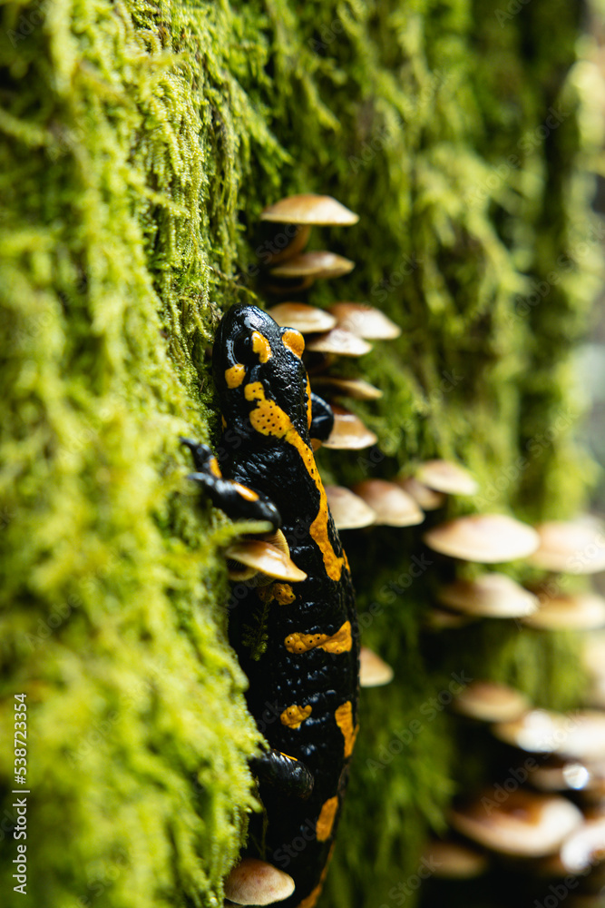 Salamander in the wild. Moss and mushrooms Salamander in the wild. Moss and mushrooms