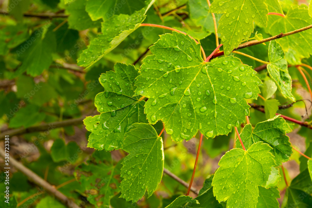 Rain drops on leaf in Payette River corridor Idaho Rain drops on leaf in Payette River corridor Idaho