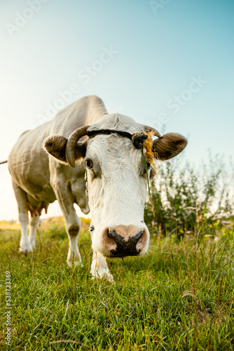 A cow freely grazes in the meadow. Free walking