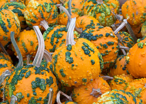 Top view flat lay of many autumn warty pumpkins in orange with green warts. Popular holiday decoration. photo