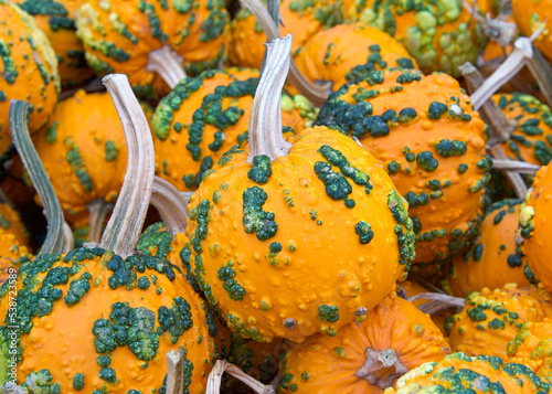 Top view flat lay of many autumn warty pumpkins in orange with green warts. Popular holiday decoration.