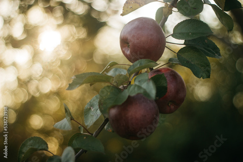 apples on a tree branch in an autumn garden on a sunset background