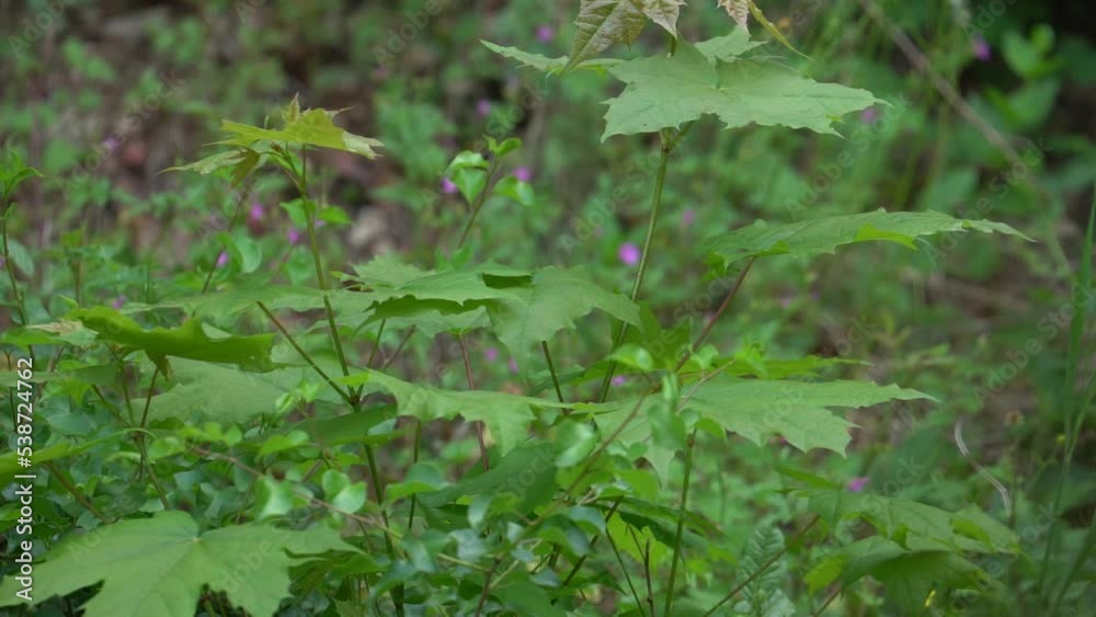 New Leaves on Norway maple (Acer platanoides) at Spring