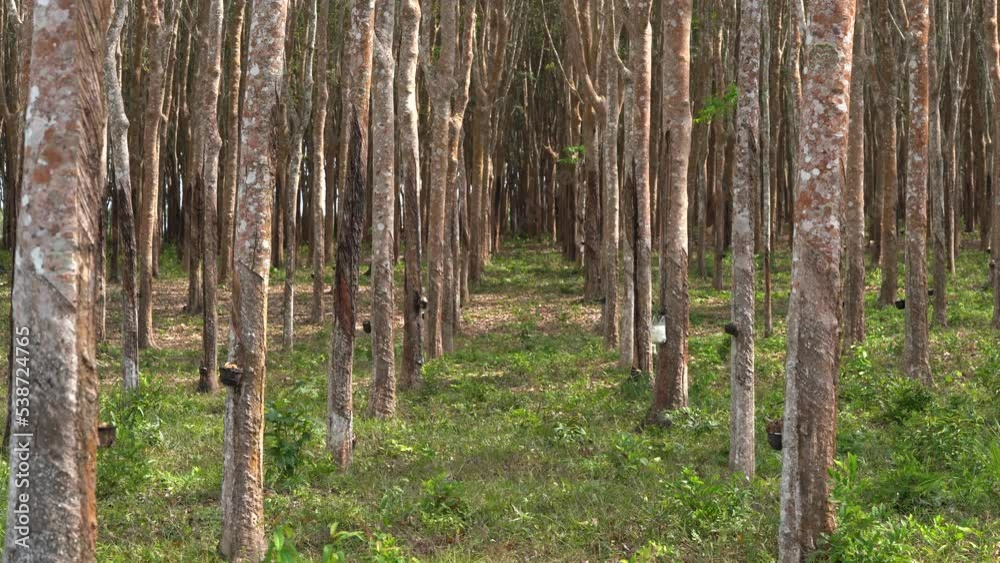 Rubber Tree Plantation in Krabi Thailand. Aligned trees