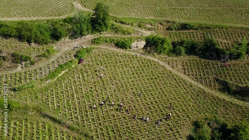 Seasonal Work In Vineyard Among Tradition and Heritage - Aerial Drone
