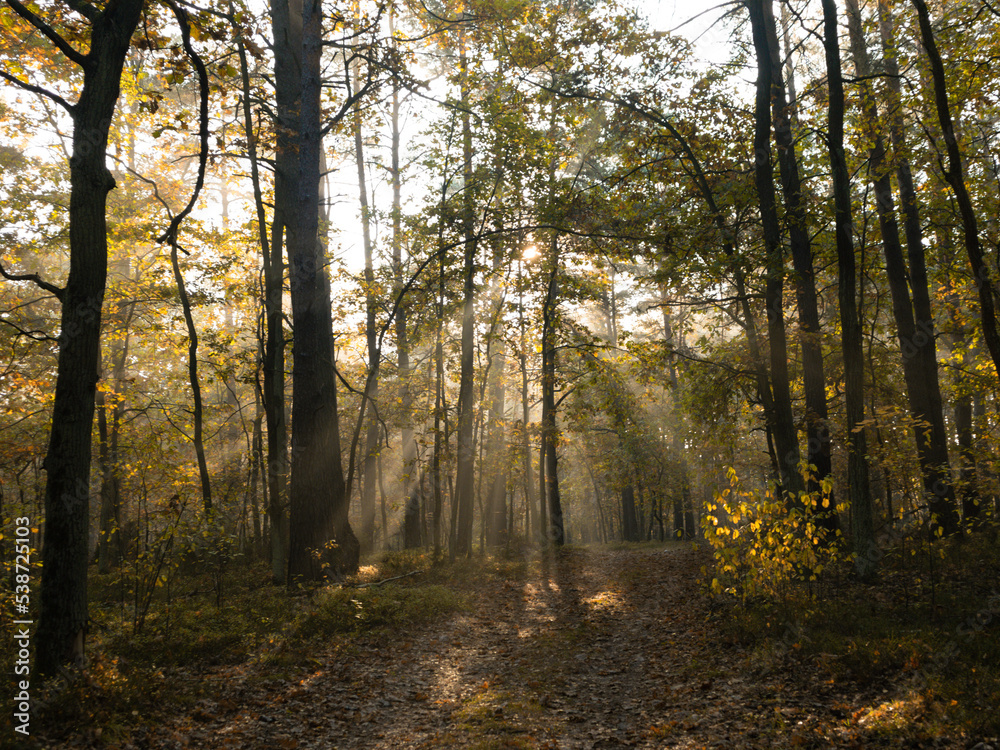 autumn forest in the morning autumn forest in the morning
