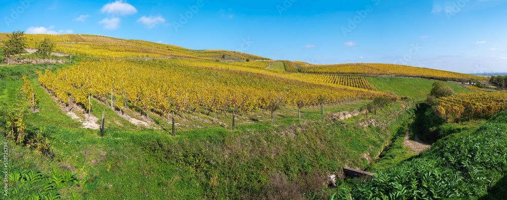 Vineyards in autumn colors on the hill of Turckheim - wine route of Alsace, France.
