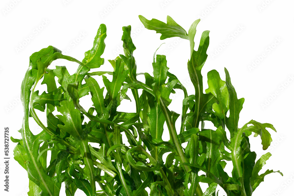 fresh arugula fresh arugula
