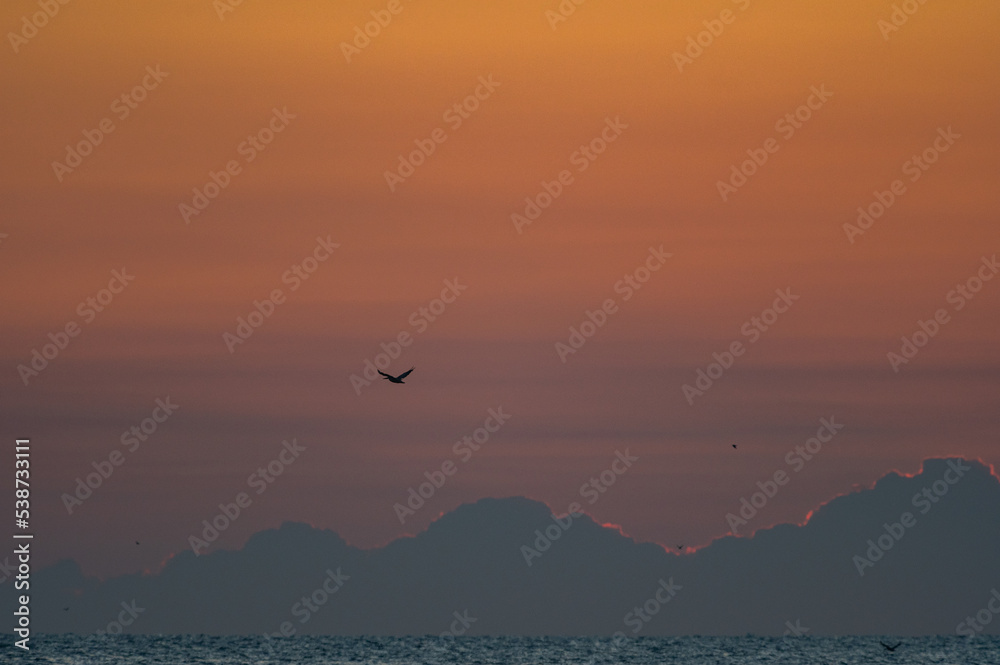 Red Sky with Bird Background 2