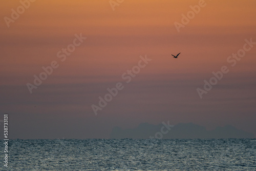 Red Sky with Bird Background 1