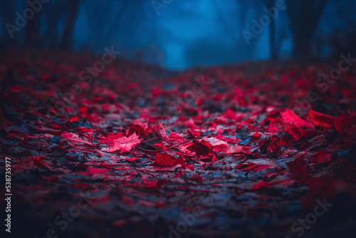 Fairy Mysterious Forest. Copy space. Mystical atmosphere. Fairytale Strangers park. Stranger forest in a fog. Dark scary park. Background wallpaper. Trees in the mist.