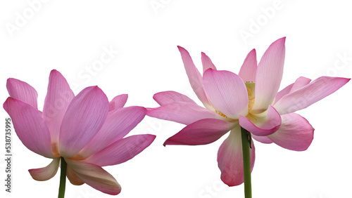 Blooming pink lotus flower or Nelumbo nucifera isolated on white background. Known as Indian lotus  sacred lotus in Hinduism and Buddhism.