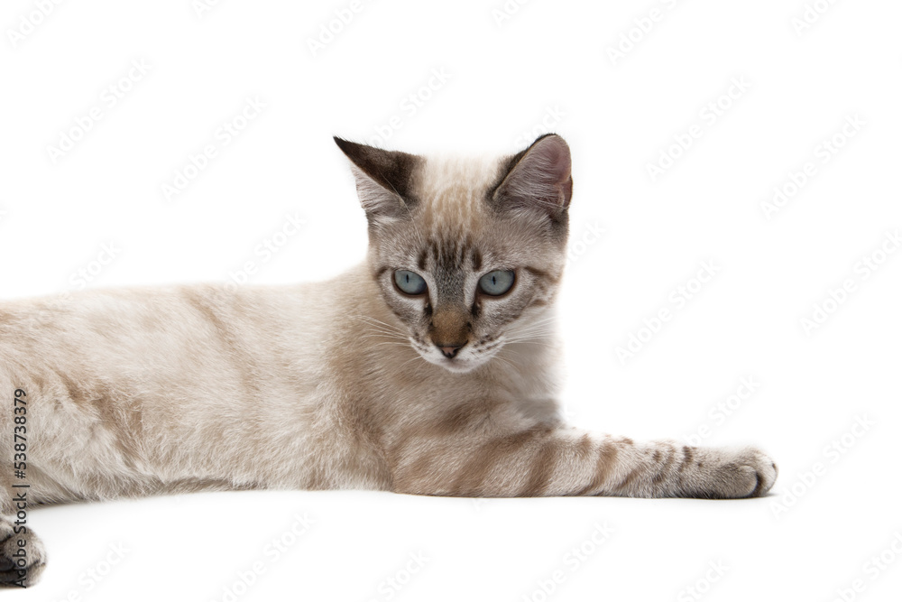 Obraz premium An adorable Siamese kitten, lying on a white background. It is a breed of Thai origin.