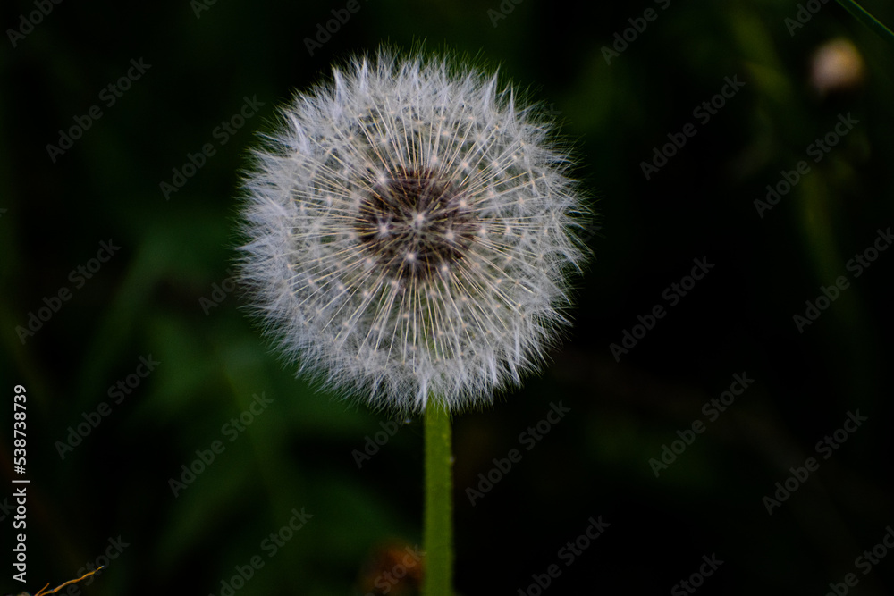 dandelion in the grass dandelion in the grass