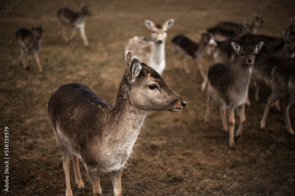 Ciervo común, ciervo europeo, ciervo rojo, ciervo colorado o venado en cautividad Ciervo común, ciervo europeo, ciervo rojo, ciervo colorado o venado en cautividad