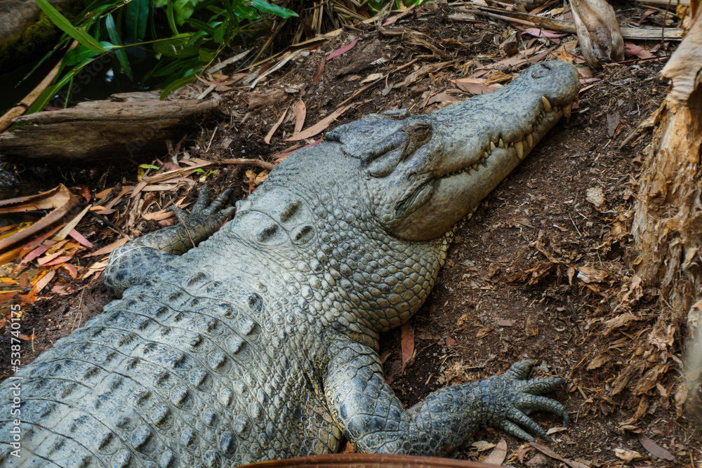 Fototapeta premium Saltwater Crocodile