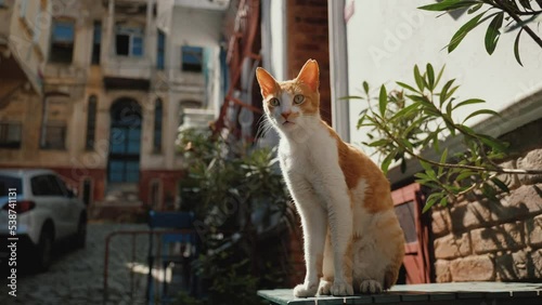 Ginger-white stray Cat sitting on the table on city street in a background of old historical buildings, Balat area, Istanbul Turkey photo