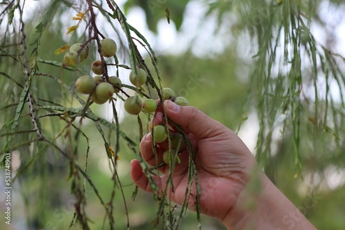 Phyllanthus emblica (Emblic myrablan, Malacca tree, Indian gooseberry, Amla, Amalaka); dense, round, solid fruit yellowish green on a tall tree photo