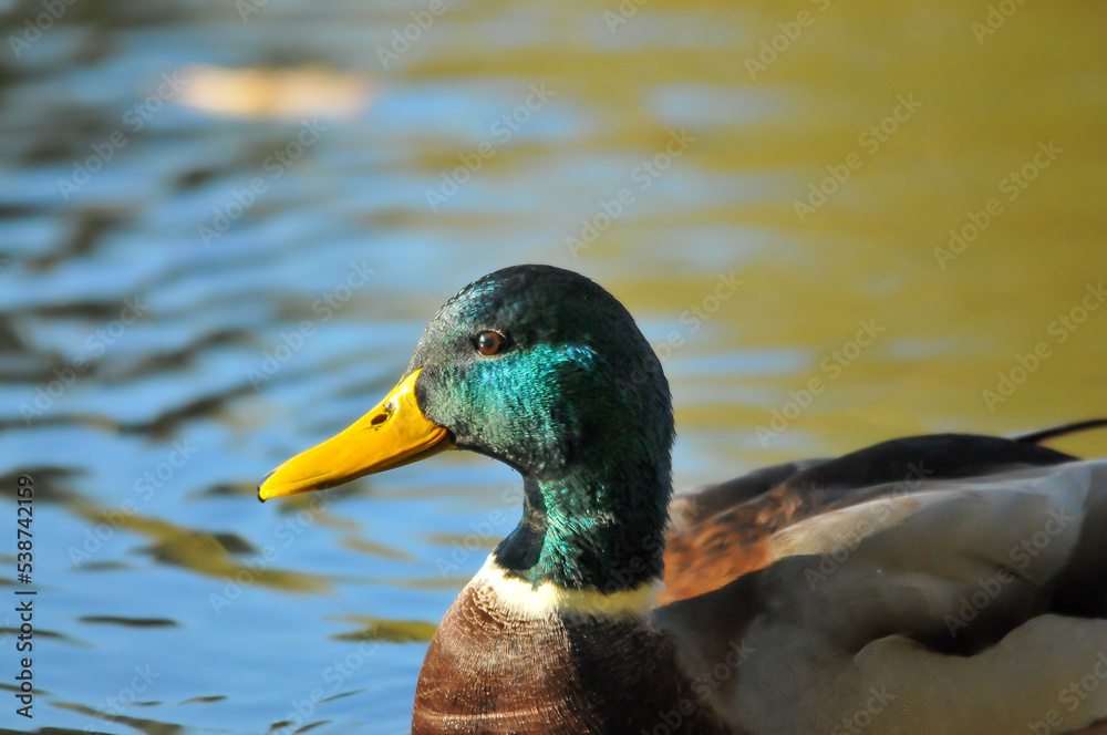 Fototapeta premium ducks on the lake 2022 in summer