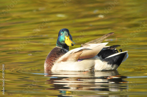 ducks on the lake 2022 in summer © Egor