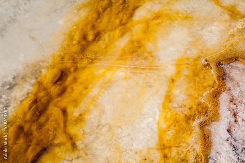 microorganisms in the water