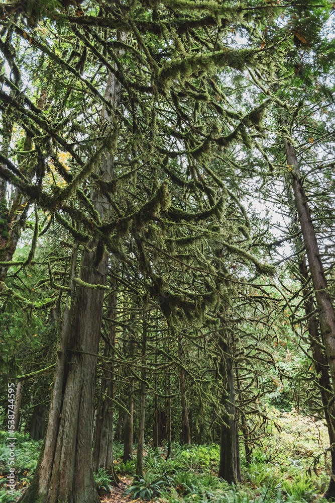Fototapeta premium giant moss-covered trees in the green lush forest