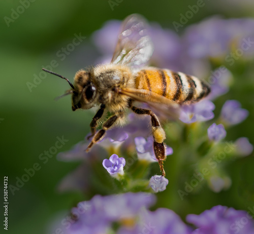 Honey bee © Holly