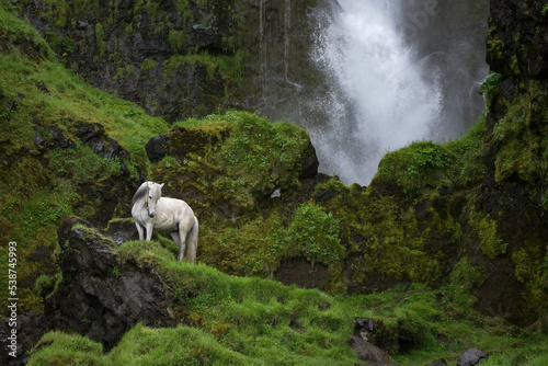 Gray (white) horse standing in front of a waterfall surrounded by moss covered rocks photo