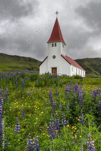 White church with red roof on a hill covered in purple lupine in Vik, Iceland