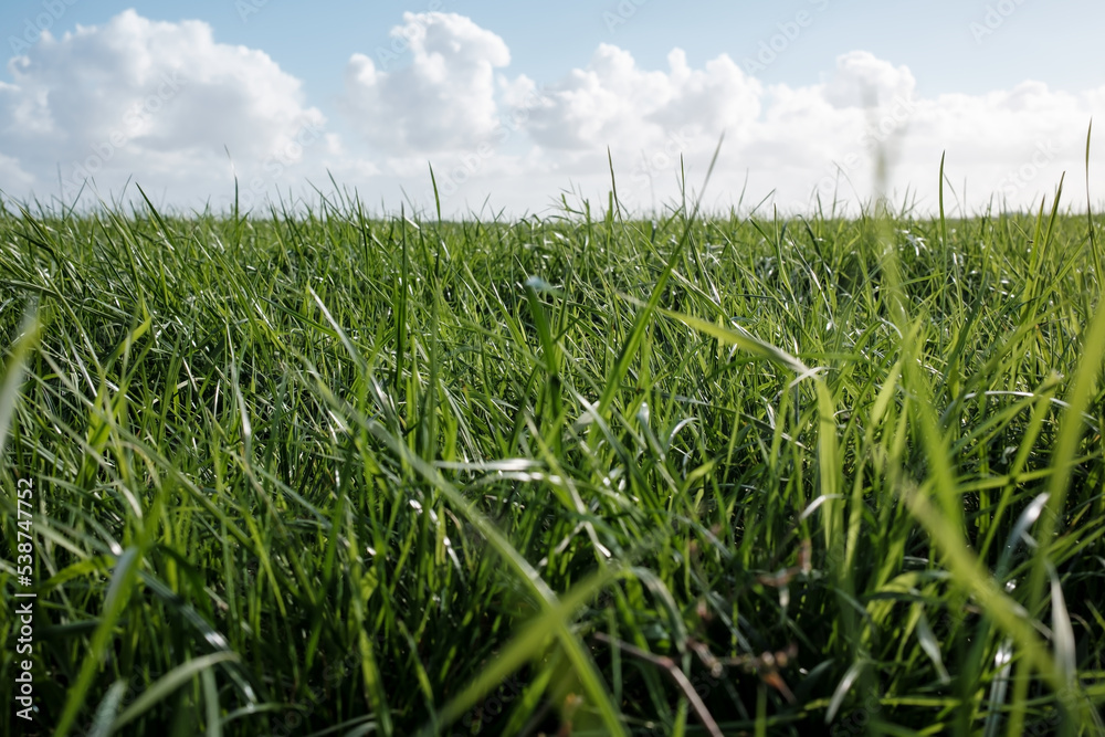 Fototapeta premium Pasture with green juicy grass, good food for livestock. Meadow on the background of blue sky with clouds. Agricultural landscape. 